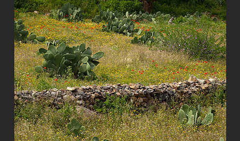 Marokko (Morocco)