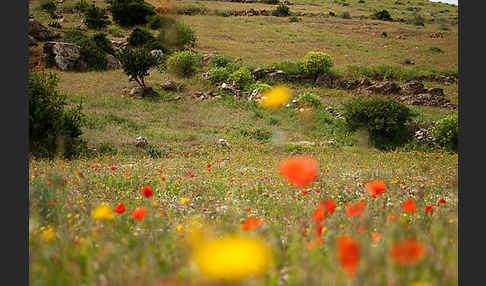 Arganie (Argania spinosa)