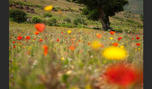 Arganie (Argania spinosa)