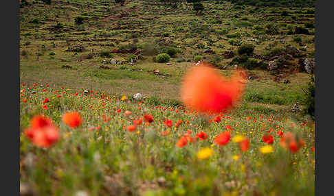 Marokko (Morocco)