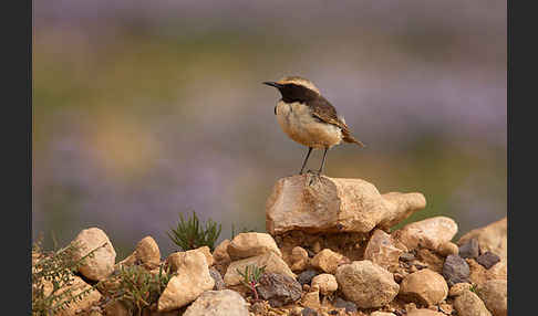 Fahlbürzelsteinschmätzer (Oenanthe moesta)