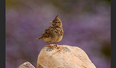 Maghreblerche (Galerida cristata randonii)