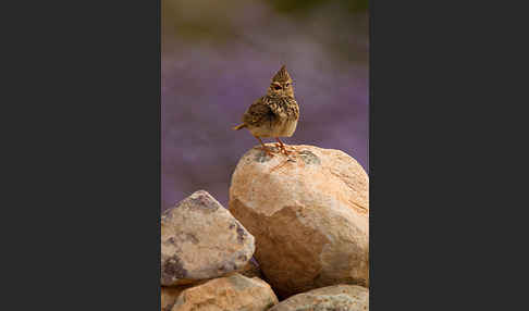 Maghreblerche (Galerida cristata randonii)