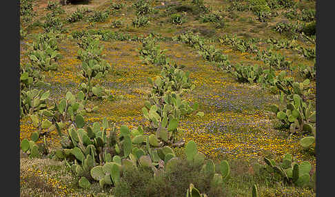 Feigenkaktus (Opuntia ficus-indica)