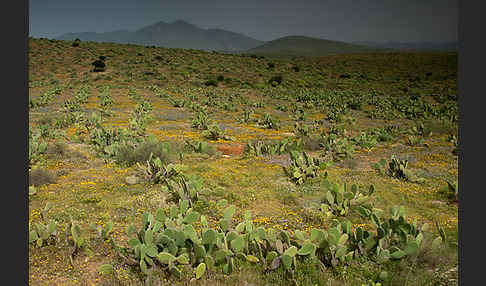 Feigenkaktus (Opuntia ficus-indica)