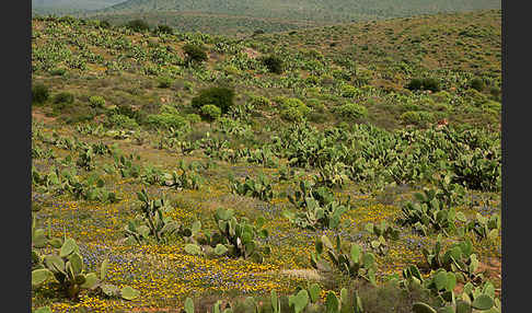 Feigenkaktus (Opuntia ficus-indica)