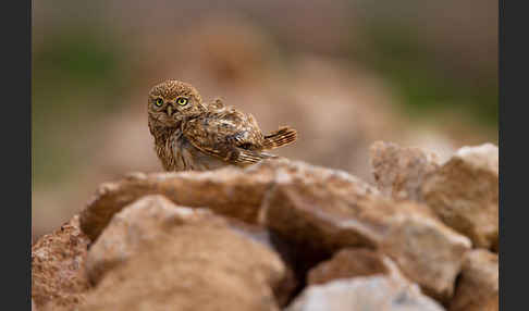 Steinkauz (Athene noctua)