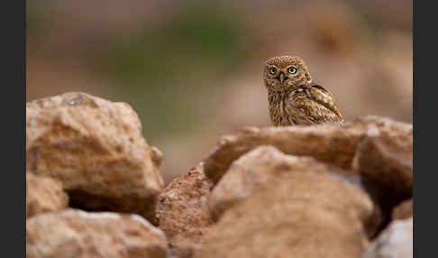 Steinkauz (Athene noctua)