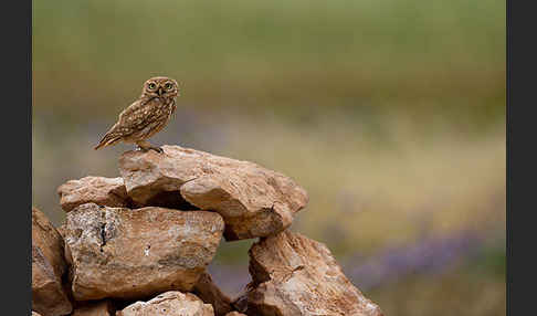 Steinkauz (Athene noctua)