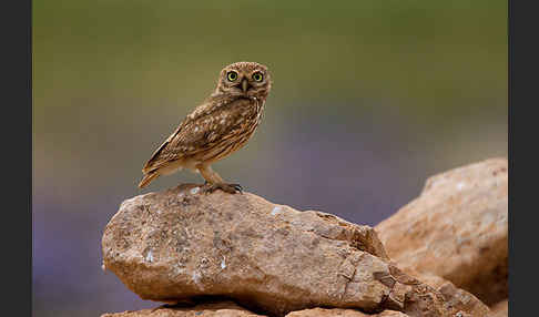 Steinkauz (Athene noctua)