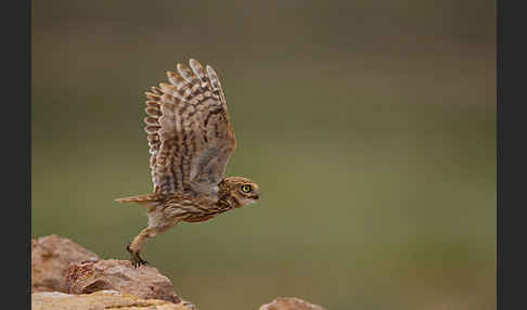 Steinkauz (Athene noctua)