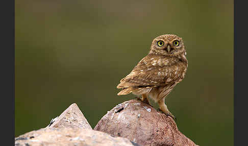 Steinkauz (Athene noctua)