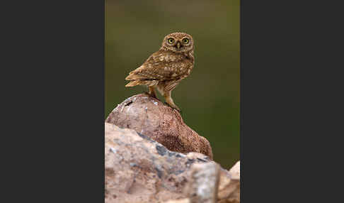 Steinkauz (Athene noctua)