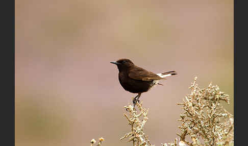 Trauersteinschmätzer (Oenanthe leucura)