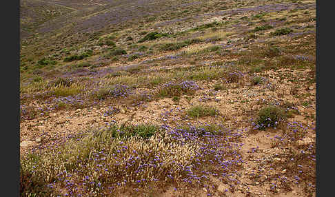 Strandflieder (Limonium spec.)