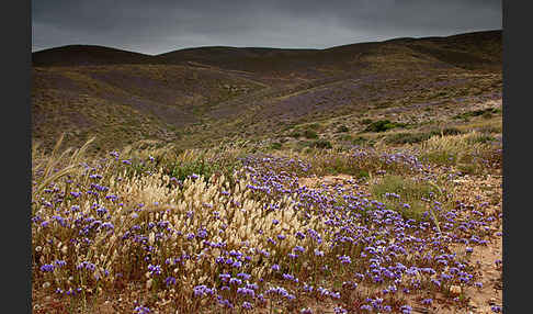 Strandflieder (Limonium spec.)