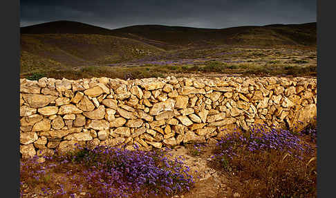 Strandflieder (Limonium spec.)