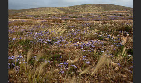 Strandflieder (Limonium spec.)