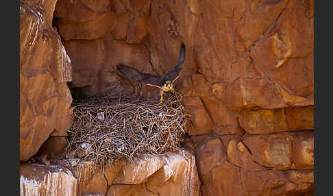 Lannerfalke sspec.1 (Falco biarmicus erlangeri)