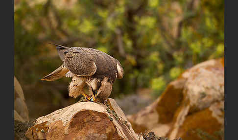 Lannerfalke sspec.1 (Falco biarmicus erlangeri)