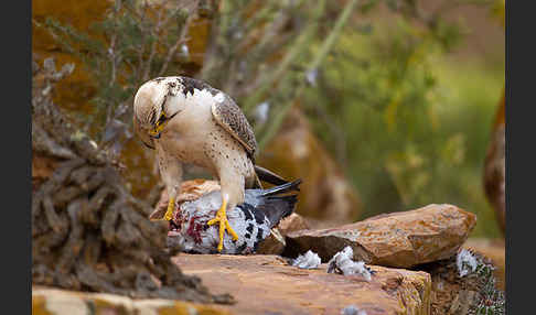 Lannerfalke sspec.1 (Falco biarmicus erlangeri)