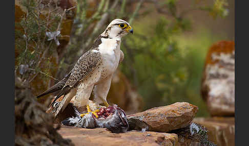 Lannerfalke sspec.1 (Falco biarmicus erlangeri)