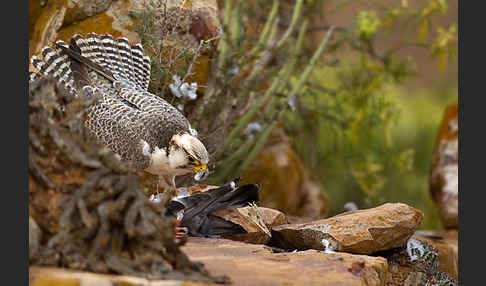 Lannerfalke sspec.1 (Falco biarmicus erlangeri)