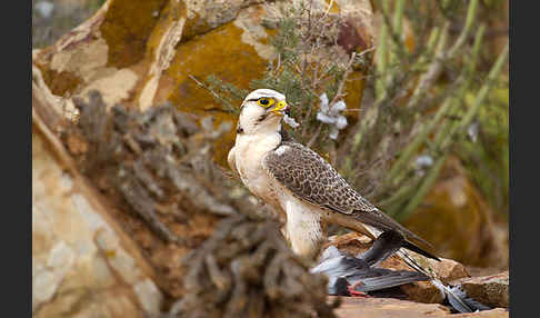 Lannerfalke sspec.1 (Falco biarmicus erlangeri)