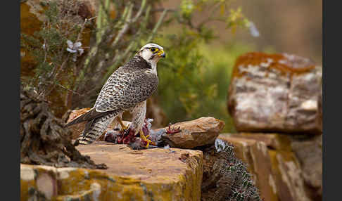 Lannerfalke sspec.1 (Falco biarmicus erlangeri)