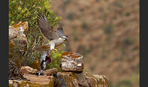 Lannerfalke sspec.1 (Falco biarmicus erlangeri)