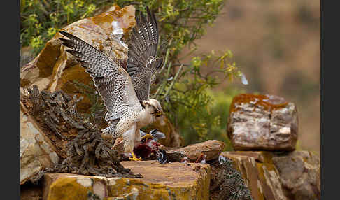 Lannerfalke sspec.1 (Falco biarmicus erlangeri)