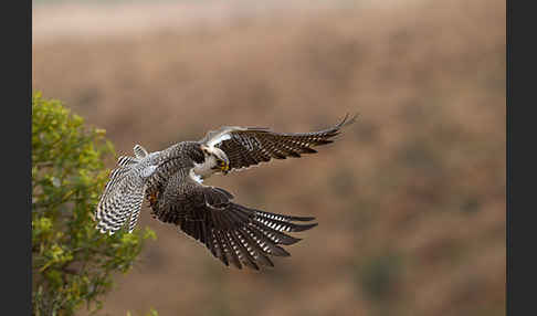 Lannerfalke sspec.1 (Falco biarmicus erlangeri)