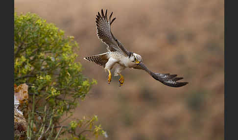 Lannerfalke sspec.1 (Falco biarmicus erlangeri)