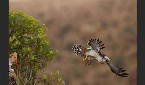 Lannerfalke sspec.1 (Falco biarmicus erlangeri)