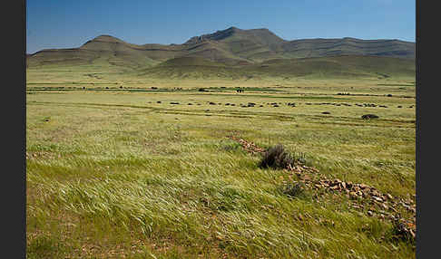 Marokko (Morocco)