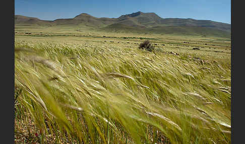 Marokko (Morocco)