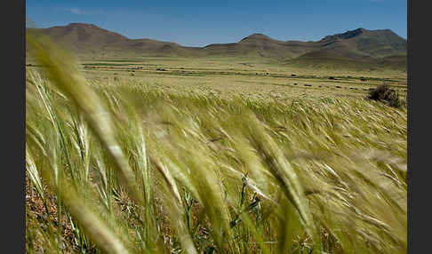 Marokko (Morocco)