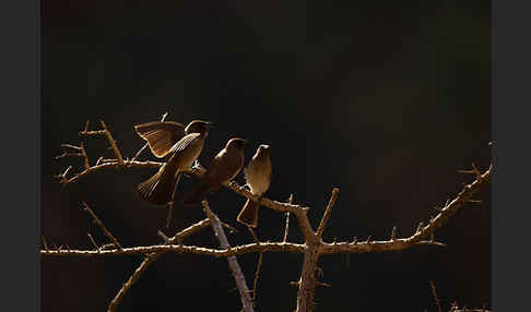 Graubülbül (Pycnonotus barbatus spurius)