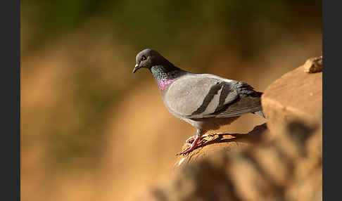 Felsentaube (Columba livia)