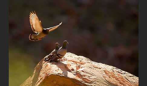 Felsentaube (Columba livia)