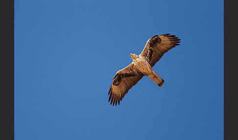 Habichtsadler (Aquila fasciata)