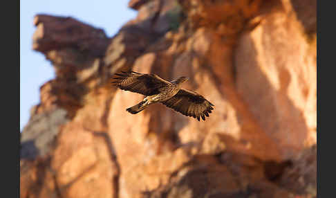 Habichtsadler (Aquila fasciata)