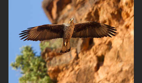 Habichtsadler (Aquila fasciata)