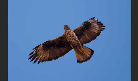 Habichtsadler (Aquila fasciata)