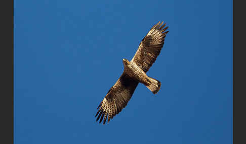 Habichtsadler (Aquila fasciata)