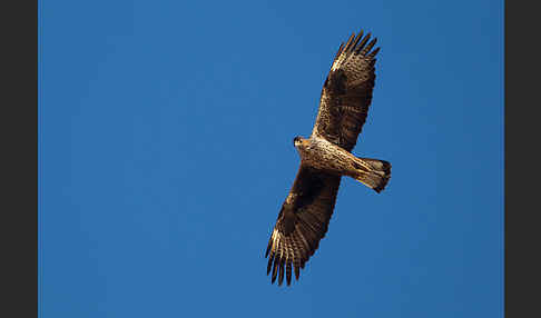 Habichtsadler (Aquila fasciata)