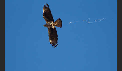 Habichtsadler (Aquila fasciata)