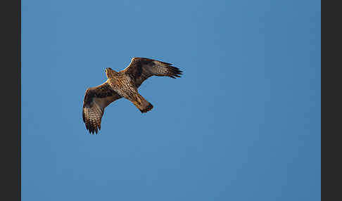 Habichtsadler (Aquila fasciata)