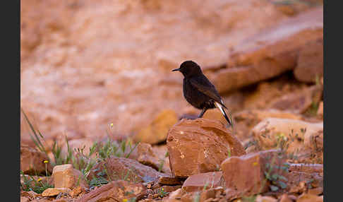 Trauersteinschmätzer (Oenanthe leucura)