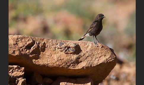 Trauersteinschmätzer (Oenanthe leucura)